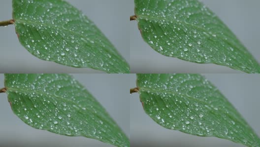 潮湿的绿叶上有雨滴和露珠在雨中飘动。高清在线视频素材下载