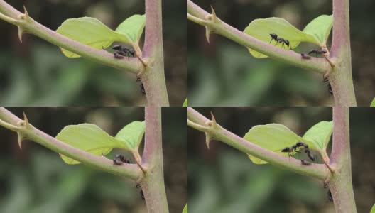 两只大黑蚂蚁互相亲吻，两只大黑蚂蚁在树枝上互相交谈，宏观的黑蚂蚁在树枝上相互交流的镜头高清在线视频素材下载