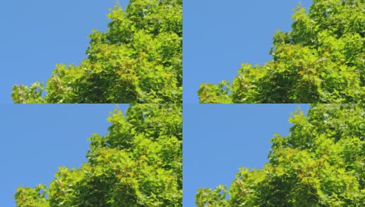 绿色的大枫叶在微风中摇曳。天空蔚蓝，树叶飘动的枫树。静态高清在线视频素材下载