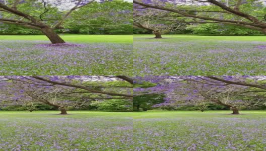 视频紫色蓝花楹在围场与绿色的草，木材栅栏和紫色的花瓣在草地上。澳大利亚昆士兰黄金海岸高清在线视频素材下载