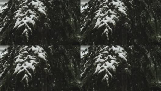 大雪从冷杉树枝上飘落。冬天的针叶树被雪覆盖。雪花飘落的慢镜头。在12月下雪的时候，雪松的树枝会闭合。高清在线视频素材下载