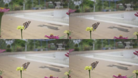 黑脉金斑蝶在公园的黄花上飞舞高清在线视频素材下载