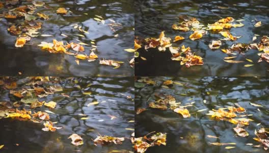 一个平静的淡水河的特写，明亮的秋天落叶。缓慢运动的水面平静地流动与太阳的反射。秋景自然高清在线视频素材下载