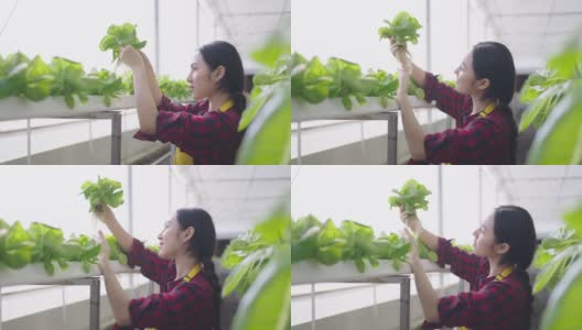年轻的亚洲女工检查蔬菜水培的质量。水培农场有机新鲜收获蔬菜概念高清在线视频素材下载