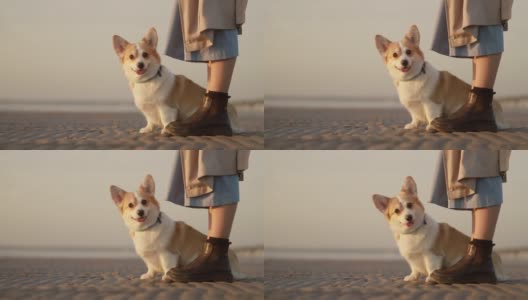 海滩遛狗，柯基犬和女人。秋天有趣快乐的宠物旅行海边户外spbi高清在线视频素材下载