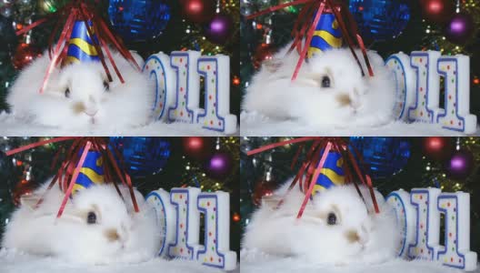有趣的白兔和新年高清在线视频素材下载