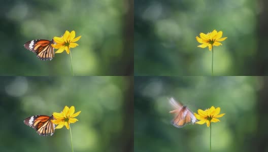 蝴蝶和花朵高清在线视频素材下载