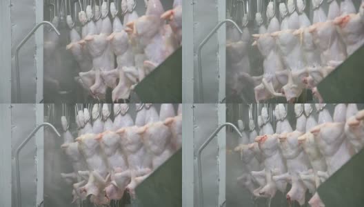 生鸡肉加工高清在线视频素材下载