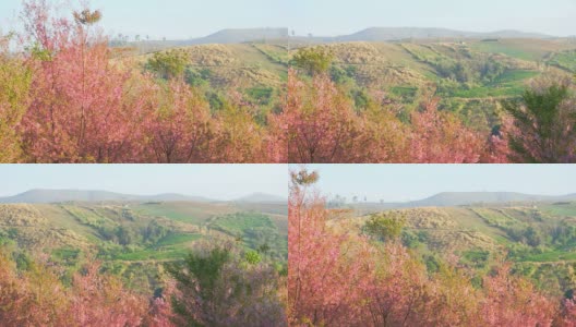 樱花景观高清在线视频素材下载