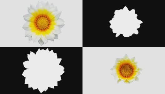 太阳花- Gazania盛开在一个时间流逝视频上的白色背景。包括阿尔法通道。高清在线视频素材下载