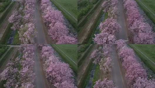 粉红色的喇叭树玫瑰花盛开在泰国的甘榜sean, Nakornpathom高清在线视频素材下载