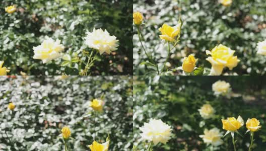 花园里有黄玫瑰花高清在线视频素材下载