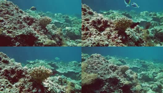 漂白珊瑚礁上的水下指珊瑚(柱头珊瑚雌蕊)高清在线视频素材下载