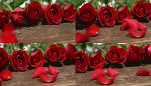 多莉拍摄的红玫瑰是美丽的花为爱的意义，在情人节，可用于家庭装饰，复制空间。高清在线视频素材下载