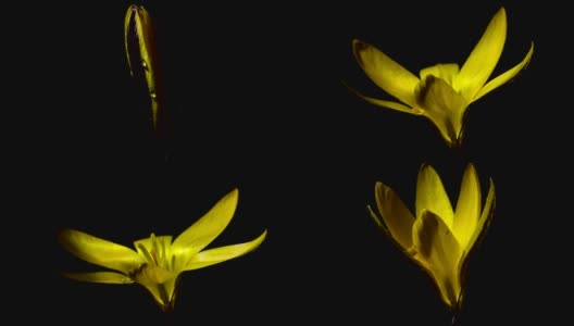 黄番红花，藏红花，花椒花。时间流逝的视频。俯视图高清在线视频素材下载