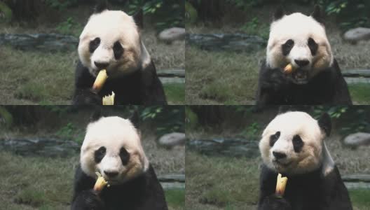 熊猫高清在线视频素材下载