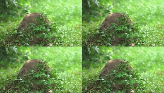 雨滴落在绿叶上高清在线视频素材下载