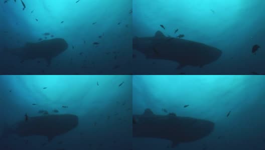 大鲸鲨世界上最大的鱼水下录像高清在线视频素材下载