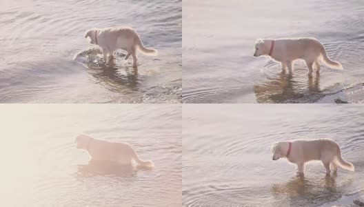 狗跳进了水里高清在线视频素材下载
