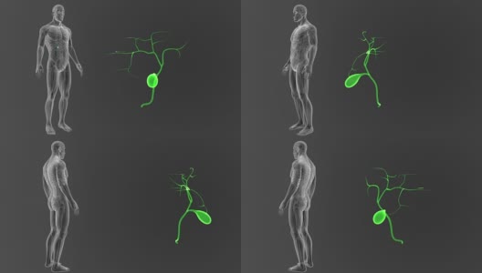 胆囊放大与循环系统高清在线视频素材下载