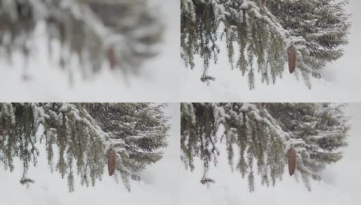 雪落。冬天的雪花。冷杉树枝上覆盖着雪。从无聚焦模糊过渡到聚焦。高清在线视频素材下载