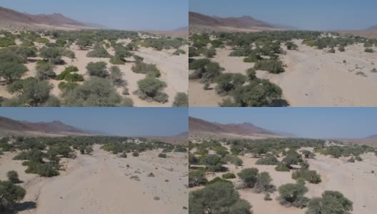 沙干宽河床在北纳米比亚充满了大的绿树摄像机移动侧向干河床航拍视频高清在线视频素材下载
