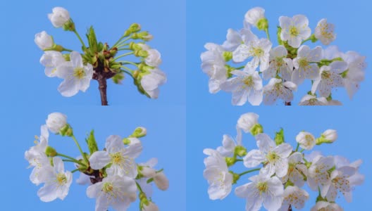 4k时间流逝的一棵甜樱桃树的花开花生长和旋转的蓝色背景。盛开的小白色梅花。以9:16的比例延时。高清在线视频素材下载