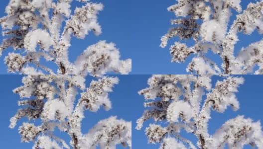 冬天的风景。在蓝天的映衬下成长高清在线视频素材下载