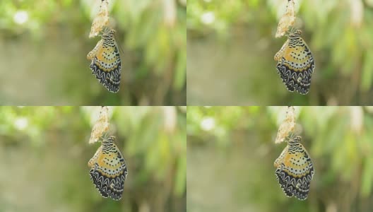蝴蝶从茧蜕变到准备在铝衣线上飞行高清在线视频素材下载