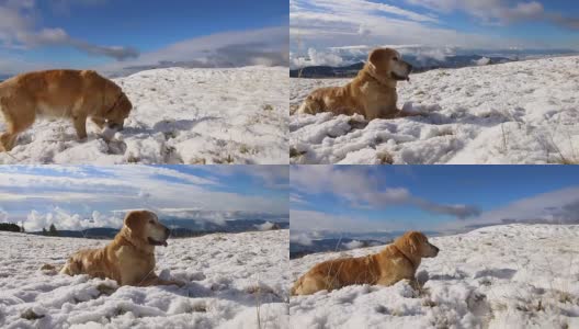 镜头稳定地拍摄了在山上奔跑的金毛猎犬。高清在线视频素材下载