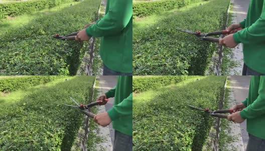 园丁的手修剪绿色矮树篱植物在花园里用修剪剪草剪刀高清在线视频素材下载