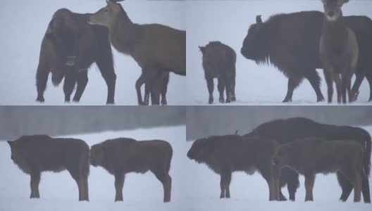 野牛和鹿在冬天高清在线视频素材下载