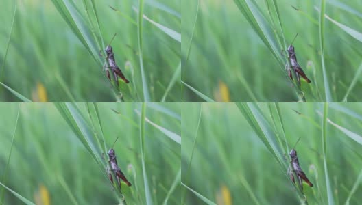 一个巨大的绿色蚱蜢坐在一片高高的新鲜的森林草地上的一片草叶上高清在线视频素材下载