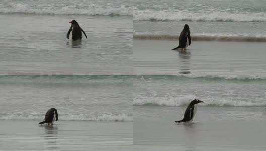 福克兰群岛:巴布亚企鹅正在海里洗澡高清在线视频素材下载