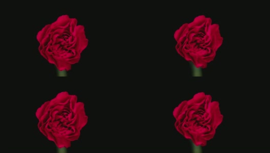 开花的康乃馨高清在线视频素材下载