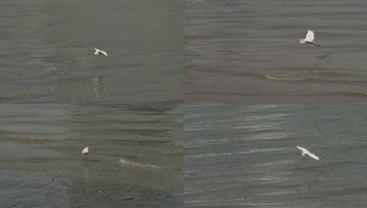 阳光明媚的黄浦江上，小白鹭飞过黄浦江，小鸟滑翔水面，降落在江边，高速电影，慢镜头，4K视频。高清在线视频素材下载