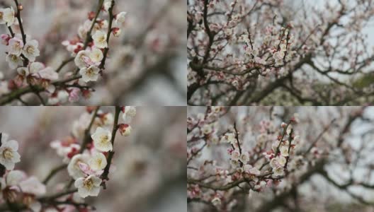 《春之花》系列:微风中梅花朵朵，蜜蜂在上面采蜜，放大视频，近距离观看，4K电影，慢镜头。高清在线视频素材下载