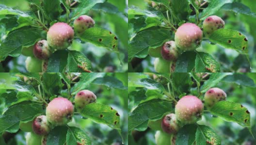 水滴在苹果树上的苹果上高清在线视频素材下载