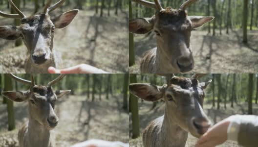 在春天的森林里，女人用手喂鹿高清在线视频素材下载