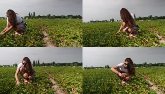 收集新鲜草莓在农场- 4K视频高清在线视频素材下载