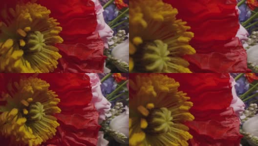多莉微距拍摄美丽盛开的罂粟花特写。高清在线视频素材下载