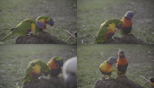彩虹鹦鹉爱一对爱一起跳舞高清在线视频素材下载