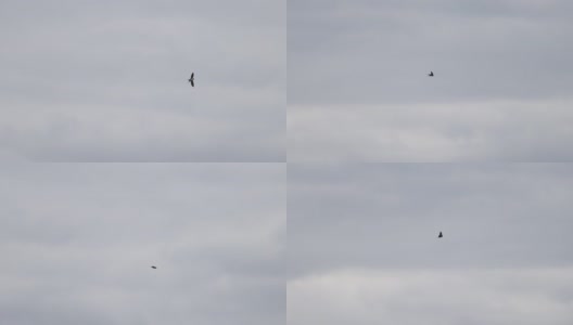 燕子在多云的天空飞翔的慢镜头高清在线视频素材下载