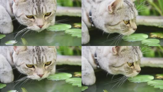 可爱的虎斑猫饮水在荷塘碗绿色花园。高清在线视频素材下载