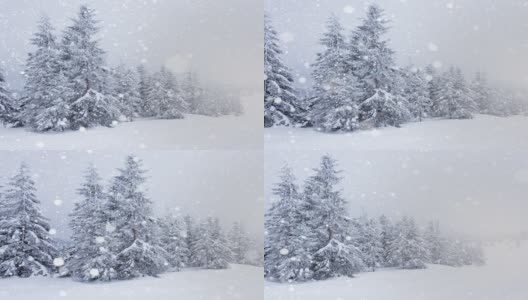 树枝上美丽的蓬松的雪。雪花从云杉树枝上美丽地飘落下来。冬天的童话，树在雪中囚禁。冬天下雪的录像高清在线视频素材下载