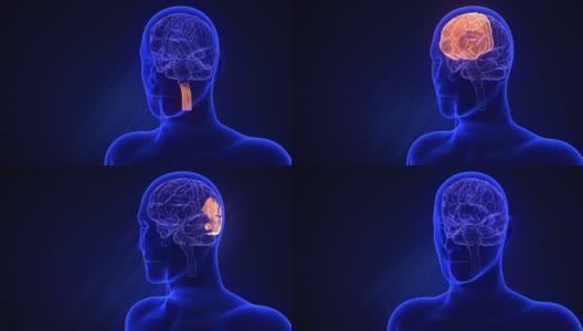 大脑各部分的可视化。橙色的光芒。以蓝色背景为背景的男子剪影的透明x射线照片。抽象的数字人脑。神经网络。三维动画高清在线视频素材下载