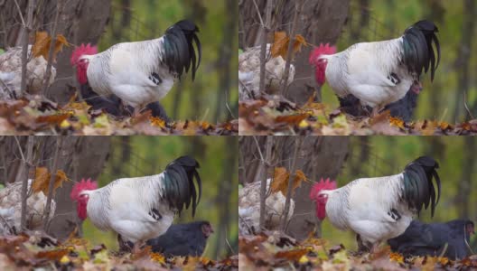农场里的七彩公鸡的肖像。秋天的叶子在背景。红色原鸟，白天的自然光高清在线视频素材下载