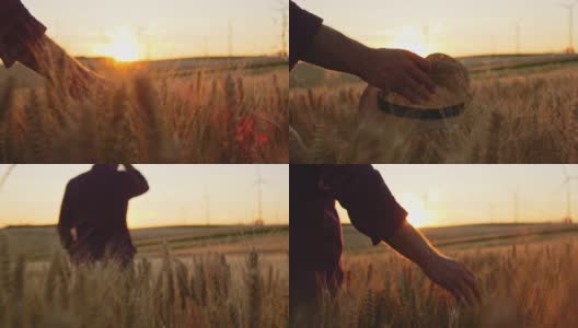 农民的手/帽子抚摸着麦田里的小麦植株，远处有风力涡轮机高清在线视频素材下载