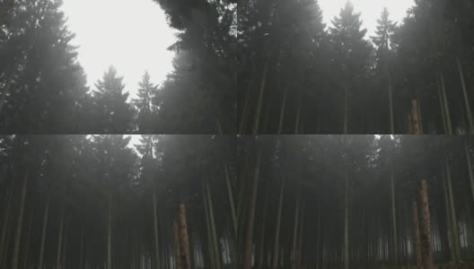 迷雾森林高清在线视频素材下载