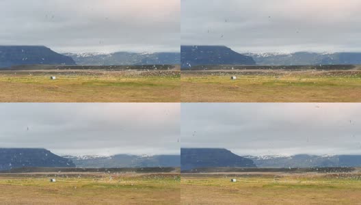 数百只海鸥飞过冰岛的山谷，背景是冰川高清在线视频素材下载